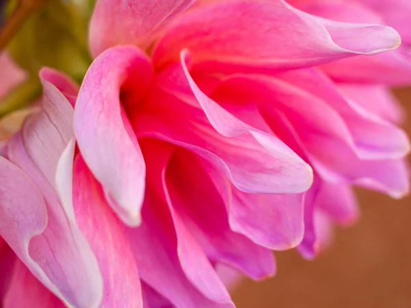 Närbild av Dhalia trädgård blomma blomma i utomhus mjukt naturligt ljus — Stockfoto