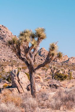 Joshua Tree, Yucca Brevifolia, Mojave Çölü, Joshua Tree Ulusal Parkı, Usa