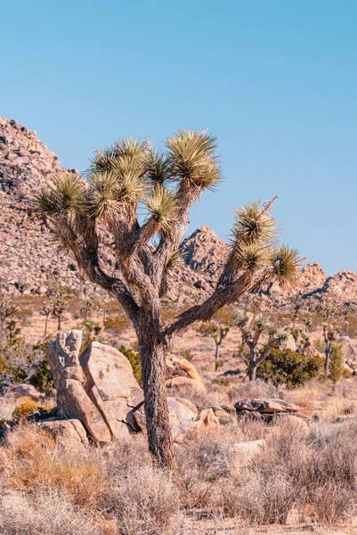 Joschua-Baum, Yucca brevifolia, in der Mojave-Wüste, Joschua-Baum-Nationalpark, Vereinigte Staaten — Stockfoto