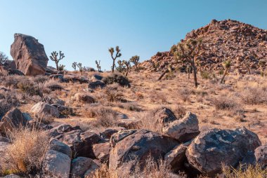 Joshua Tree, Yucca Brevifolia, Mojave Çölü, Joshua Tree Ulusal Parkı, Usa