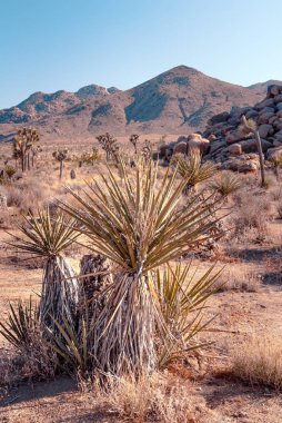 Mojave Yucca, Yucca schidigera, Mojave çölünde, Joshua Tree Ulusal Parkı, Usa