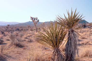 Mojave Yucca, Yucca schidigera, Mojave çölünde, Joshua Tree Ulusal Parkı, Usa