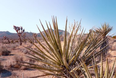 Mojave Yucca, Yucca schidigera, Mojave çölünde, Joshua Tree Ulusal Parkı, Usa