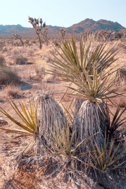 Joshua Tree, Yucca Brevifolia, Mojave Çölü, Joshua Tree Ulusal Parkı, Usa