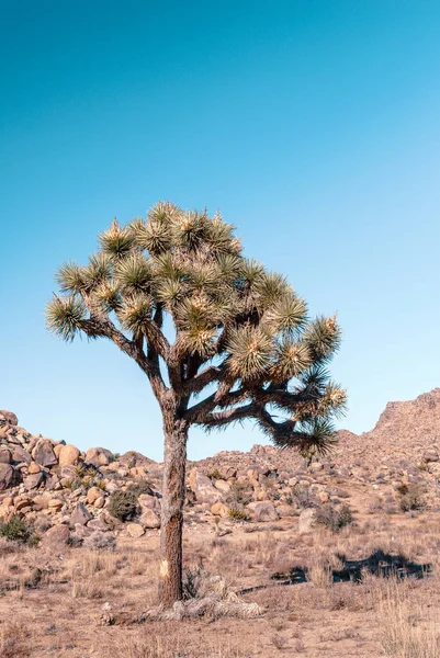 Joschua-Baum, Yucca brevifolia, in der Mojave-Wüste, Joschua-Baum-Nationalpark, Vereinigte Staaten — Stockfoto