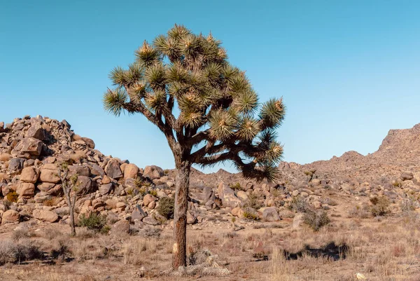 Joshua Tree, Yucca brevifolia, en el desierto de Mojave, Parque Nacional Joshua Tree, EE.UU. — Foto de Stock