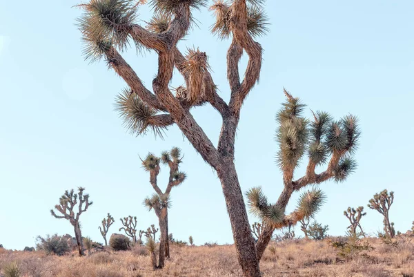 Joshua Tree, Yucca brevifolia, in Mojave Desert, Joshua Tree National Park, USA — Stock Photo, Image