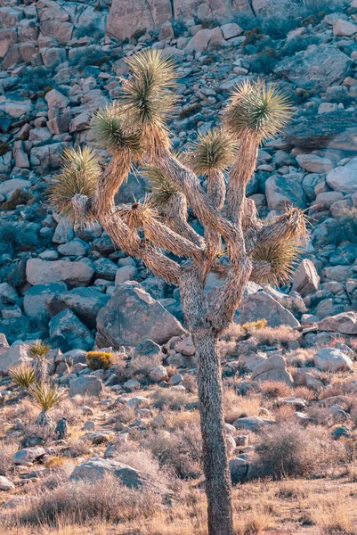 Joschua-Baum, Yucca brevifolia, in der Mojave-Wüste, Joschua-Baum-Nationalpark, Vereinigte Staaten — Stockfoto