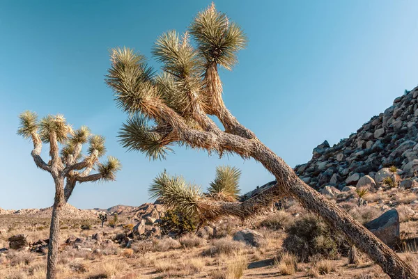 Joschua-Baum, Yucca brevifolia, in der Mojave-Wüste, Joschua-Baum-Nationalpark, Vereinigte Staaten — Stockfoto
