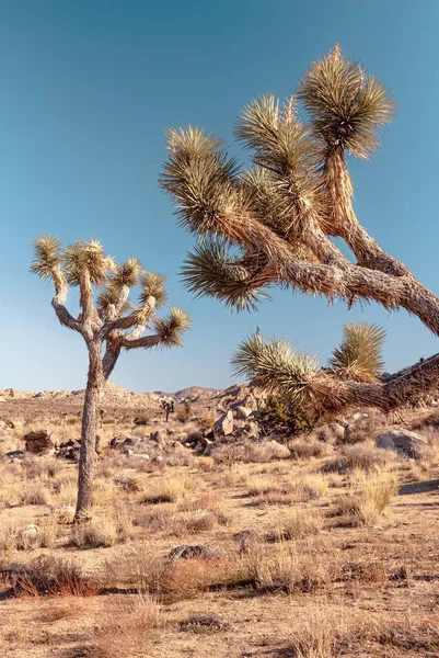 Joshua Tree, Yucca brevifolia, en el desierto de Mojave, Parque Nacional Joshua Tree, EE.UU. — Foto de Stock