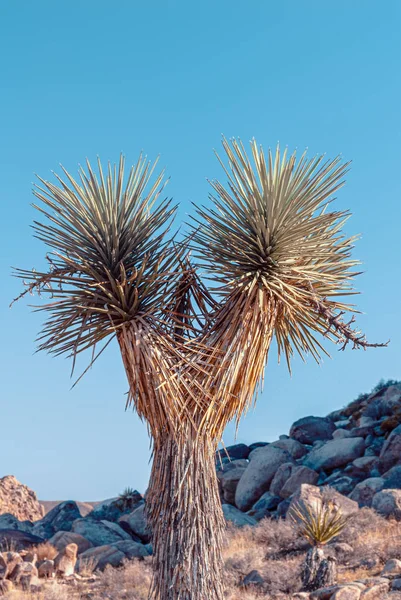 Joshua Tree, Yucca brevifolia, in Mojave Desert, Joshua Tree National Park, USA — Stock Photo, Image