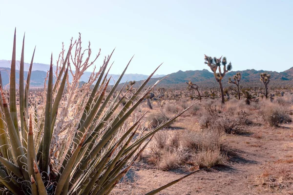 Mojave Yucca, Yucca schidigera, in Mojave Desert, Joshua Tree National Park, Usa — стокове фото
