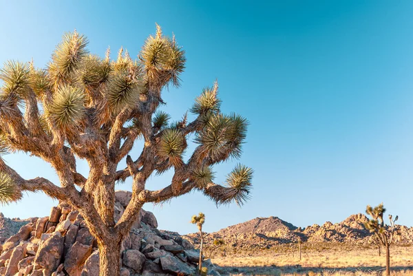 Joshua Tree, Yucca brevifolia, in Mojave Desert, Joshua Tree National Park, Usa — стокове фото