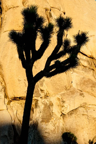 Joschua-Baum, Yucca brevifolia, in der Mojave-Wüste, Joschua-Baum-Nationalpark, Vereinigte Staaten — Stockfoto