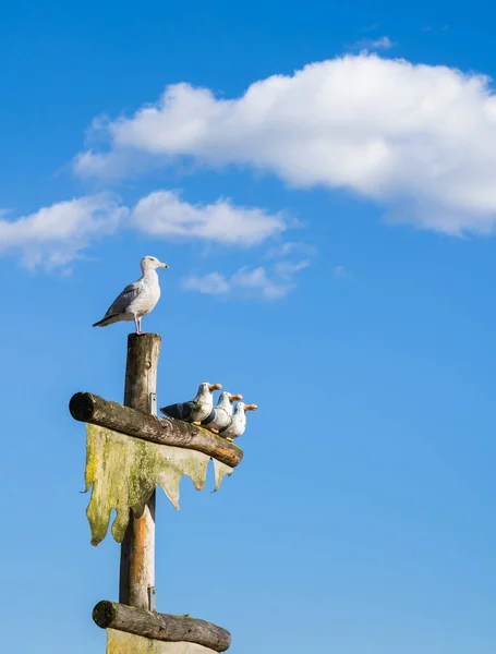 Levende zeemeeuw Op de top van de paal naast de sculptuur van drie humoristische houten gesneden meeuwen met blauwe lucht — Stockfoto