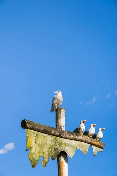 Gaivota viva do mar empoleirada no alto do pólo ao lado da escultura de três gaivotas esculpidas de madeira humorísticas com céu azul — Fotografia de Stock