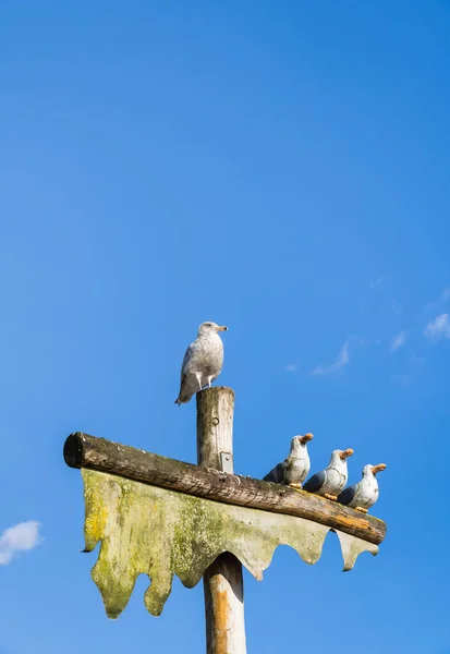 Gaivota viva do mar empoleirada no alto do pólo ao lado da escultura de três gaivotas esculpidas de madeira humorísticas com céu azul — Fotografia de Stock