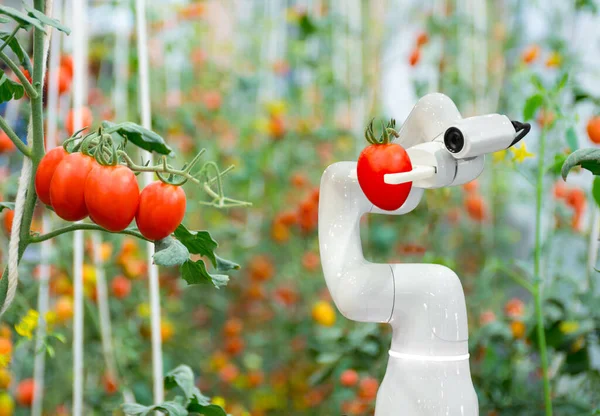 Verimliliği artırmak için tarımsal fütüristik robot otomasyonunda çalışan akıllı robot çiftçiler domates.