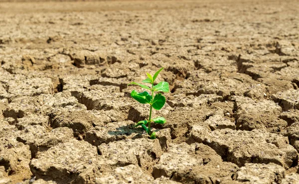 Árbol Del Suelo Sequía Suelo Ecología Medio Ambiente — Foto de Stock