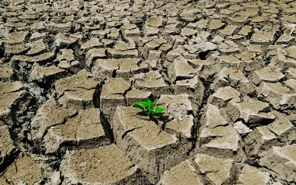 生态与环境地面上的干旱土壤树 — 图库照片