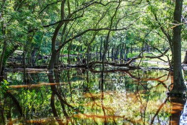 Orman ağaçları yansıma su