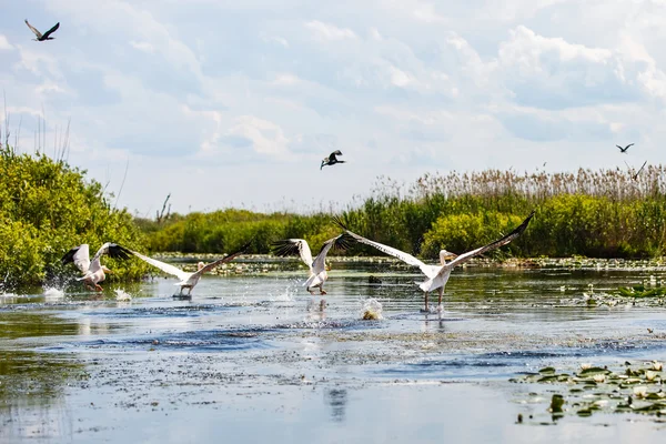 Vliegende vogels en waterplanten in Donaudelta — Stockfoto