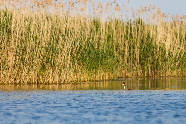 Donaudelta wildlife — Stockfoto