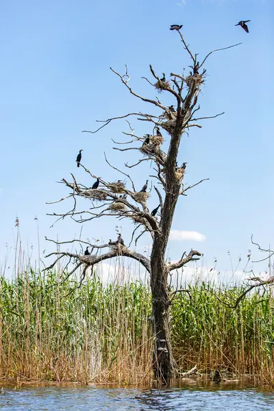 Nesten van aalscholvers op opgedroogde boom — Stockfoto