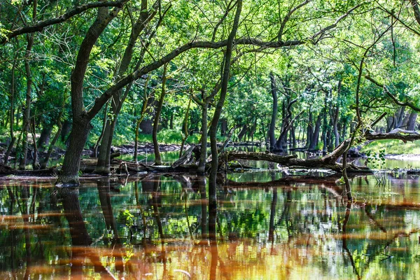 Orman ağaçları yansıma su