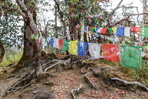 Forêt de Rhododendron et drapeau de prière — Photo