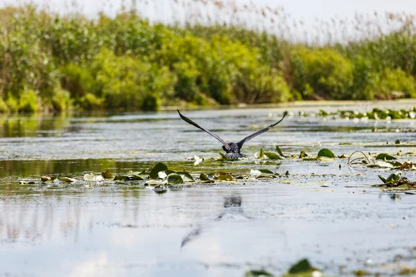 Vliegende Aalscholver — Stockfoto