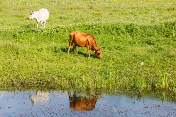 Vacas en el prado — Foto de Stock