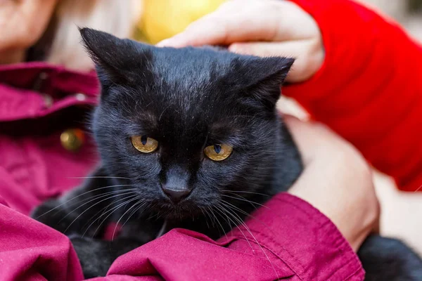 Amigável gato preto — Fotografia de Stock