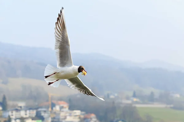 Black headed gull in flight — Stock Photo, Image