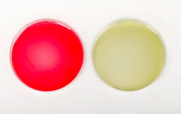 Pratos de Petri para pesquisa médica — Fotografia de Stock
