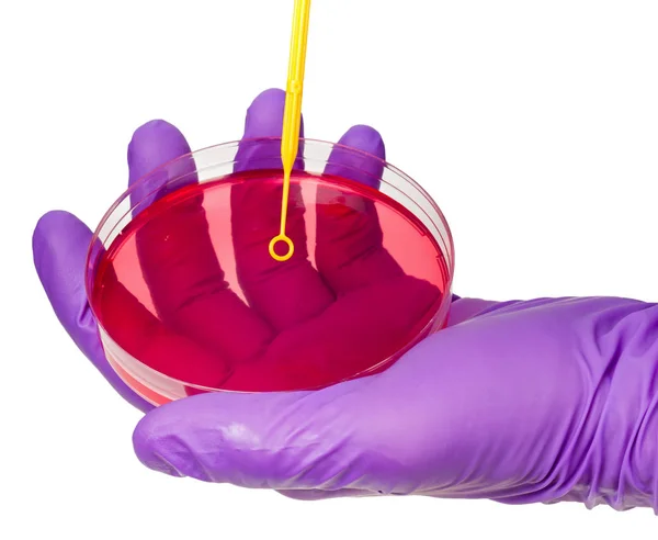 Inoculating Petri dish — Stock Photo, Image