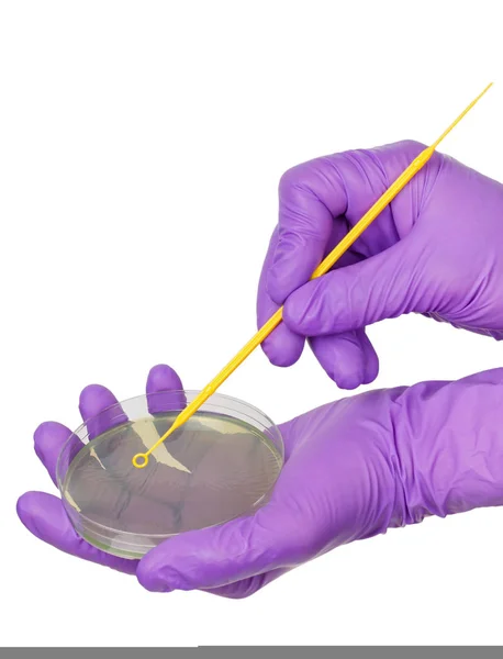 Inoculating Petri dish — Stock Photo, Image