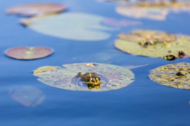 Yeşil kurbağa ve nilüfer yaprağı