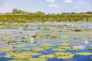 Güzel Tuna Deltası