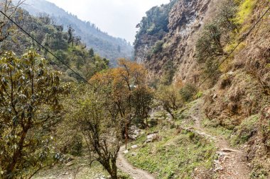 Ormangülü ormanda hiking