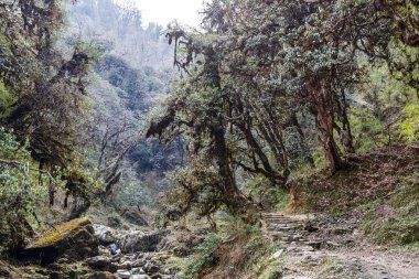 Ürpertici rhododendron orman