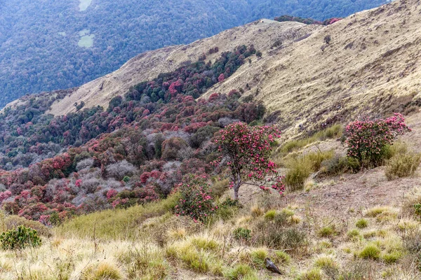 Krásný rododendron lesy — Stock fotografie