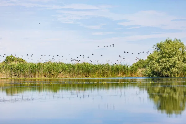 Wunderschönes Donaudelta — Stockfoto