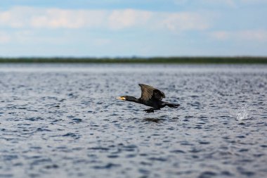 Uçan büyük karabatak