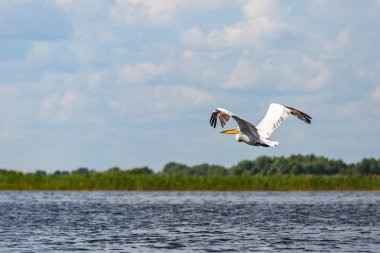 büyük beyaz Pelikan