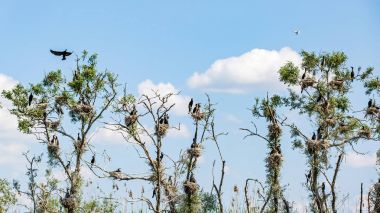 Büyük karabatak kadar kurumuş ağaç üzerinde iç içe geçirme