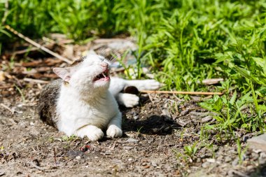Yalan kedi kötü muamele 
