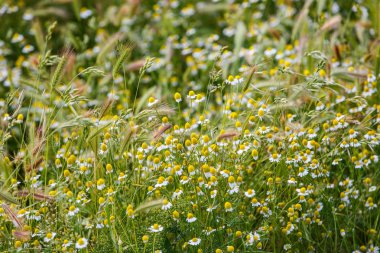 Yanlış arpa ve yabani papatya