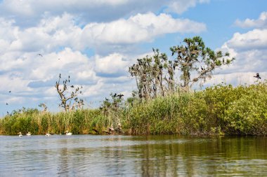 Tuna Deltası yaban hayatı