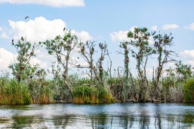 Tuna Deltası yaban hayatı